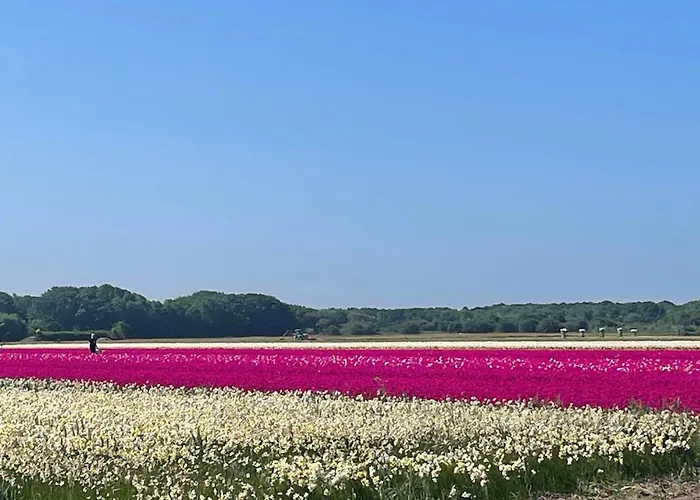 Sterflat 67 Apartmán Egmond aan Zee